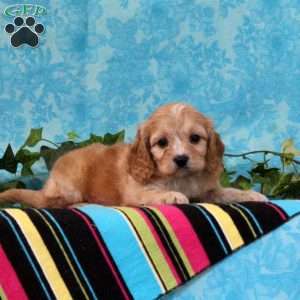 Kendal, Cavalier King Charles Mix Puppy